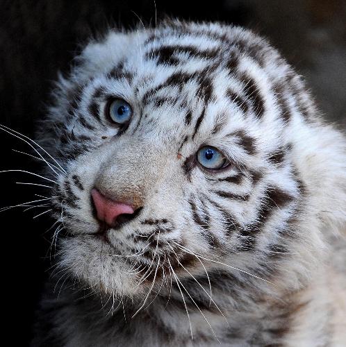 White tiger cubs greet the Year of the Tiger