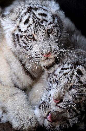 White tiger cubs greet the Year of the Tiger