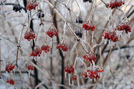 Frozen rain: beauty of disaster