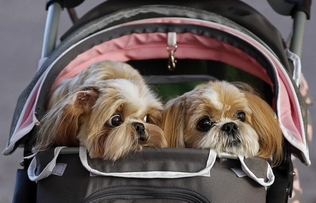 Crufts Dog Show in Birmingham