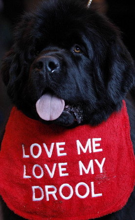 Crufts Dog Show in Birmingham