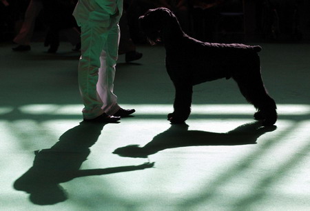 Crufts Dog Show in Birmingham