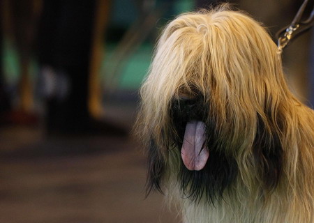 Crufts Dog Show in Birmingham