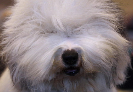 Crufts Dog Show in Birmingham