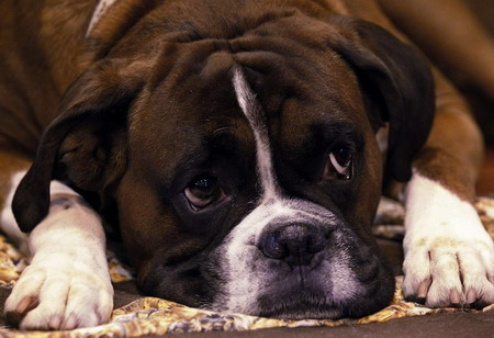 Crufts Dog Show in Birmingham