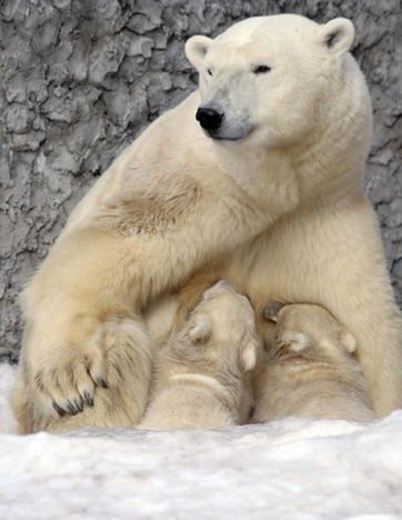 Twin polar bear cubs make first debut
