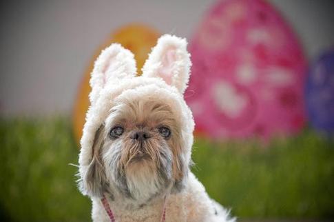 Cute dogs beauty contest in Hong Kong