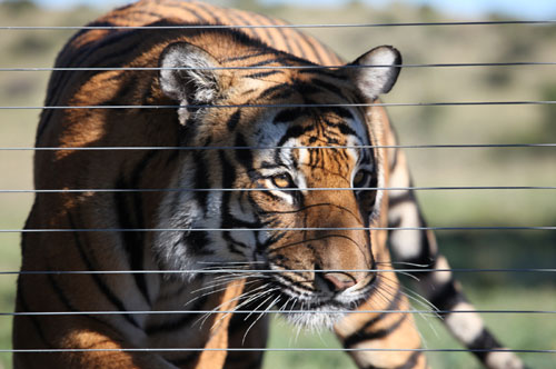 South China tigers back to the wild in South Africa 