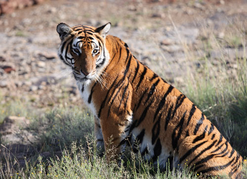 South China tigers back to the wild in South Africa 