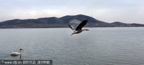 Rare birds released back to the wild