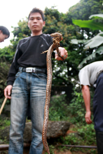 Hundreds of snakes cause panic in village