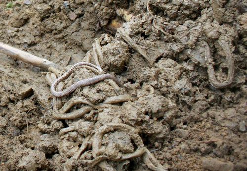 Hundreds of snakes cause panic in village