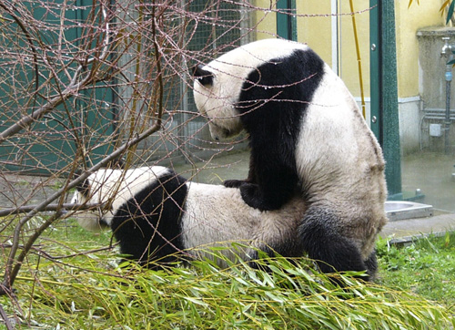 Vienna hopes for panda cub