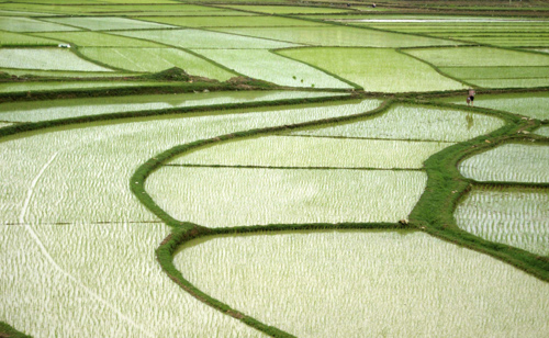 Farmer in Nanning