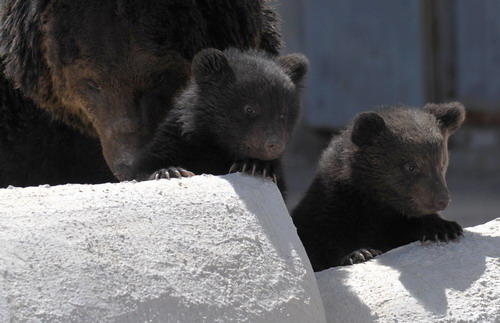 Artificially bred baby bears to greet tourists