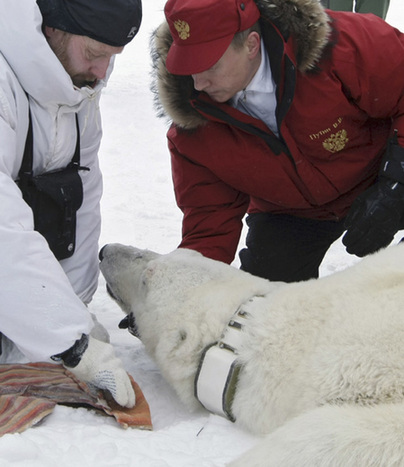 Putin assists in polar bear research