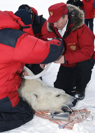 Putin assists in polar bear research