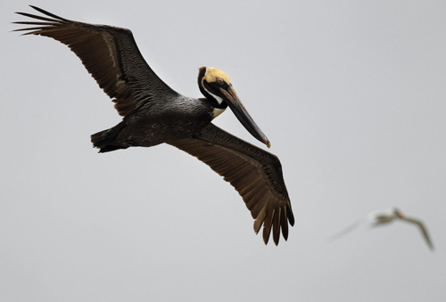 US oil spill threatens wildlife