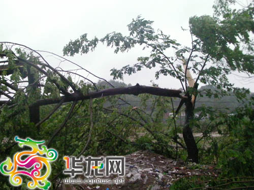 Strong gales, heavy rain hit Chongqing