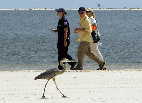 Gulf of Mexico oil clean-up continues