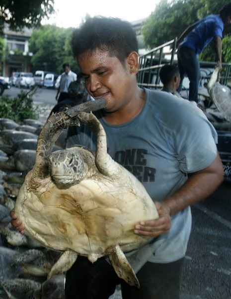 Indonesia police rescue turtles from dining table