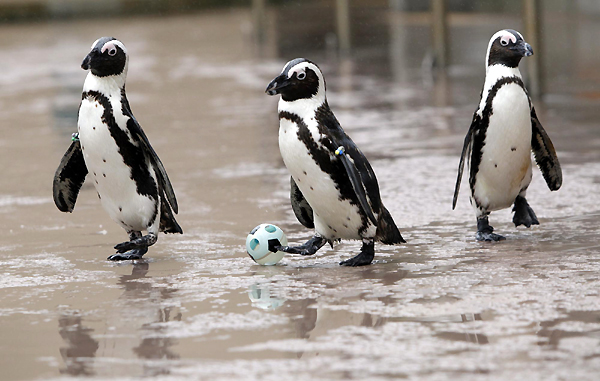 Penguins play soccer amid World Cup fever