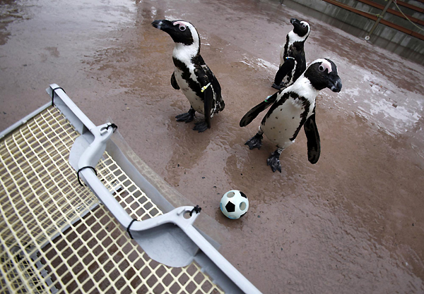 Penguins play soccer amid World Cup fever