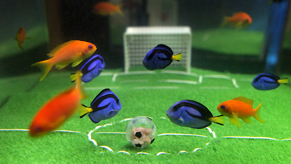 Fish at Japan aquarium play soccer before World Cup