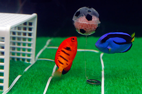 Fish at Japan aquarium play soccer before World Cup