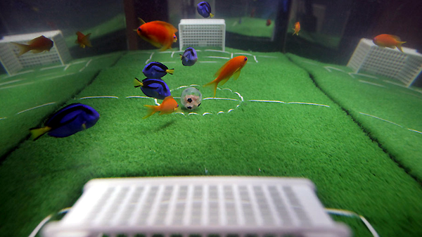 Fish at Japan aquarium play soccer before World Cup