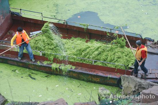 Duckweeds block a Yangtze River tributary