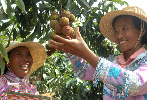 Lychee season comes to China