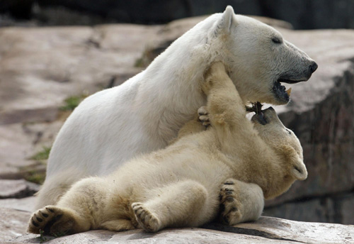 Polar bear cubs make their debut in Quebec