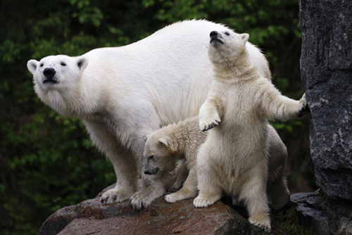 Polar bear cubs make their debut in Quebec