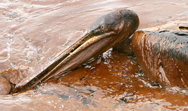 Oil spill endangers wildlife