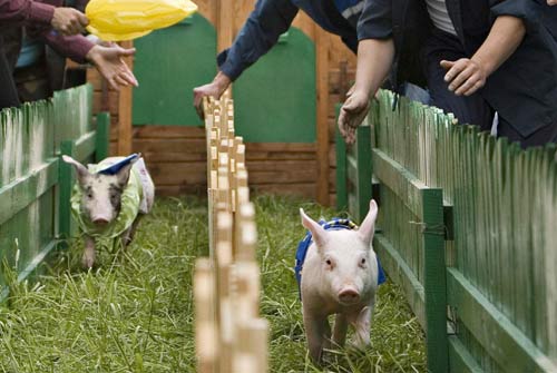 Pig races in Liavonavichi village