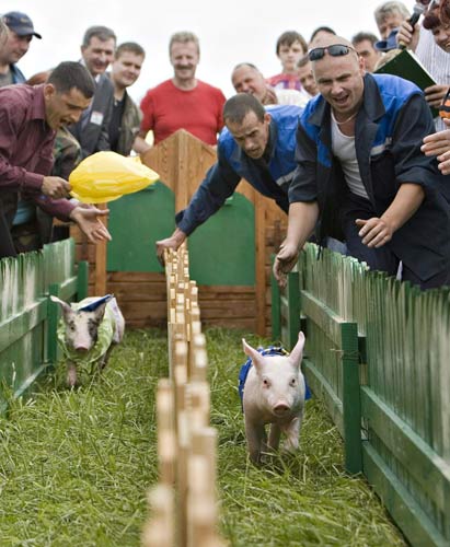 Pig races in Liavonavichi village