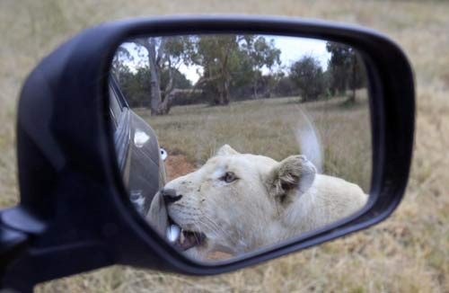 South Africa Lions Park attract soccer fans