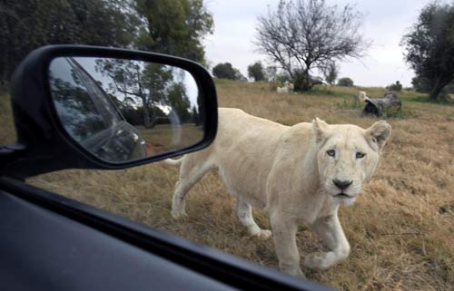 South Africa Lions Park attract soccer fans