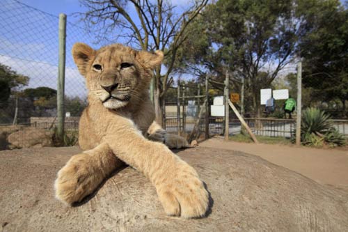 South Africa Lions Park attract soccer fans