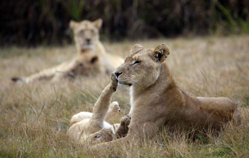 South Africa Lions Park attract soccer fans