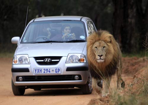 South Africa Lions Park attract soccer fans