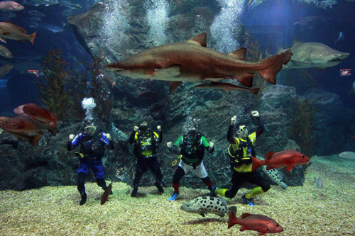 Divers cheer up for World Cup underwater