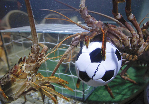 Crawfish play soccer amid World Cup fever