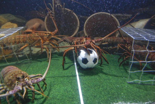 Crawfish play soccer amid World Cup fever