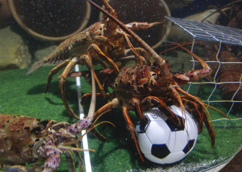 Crawfish play soccer amid World Cup fever