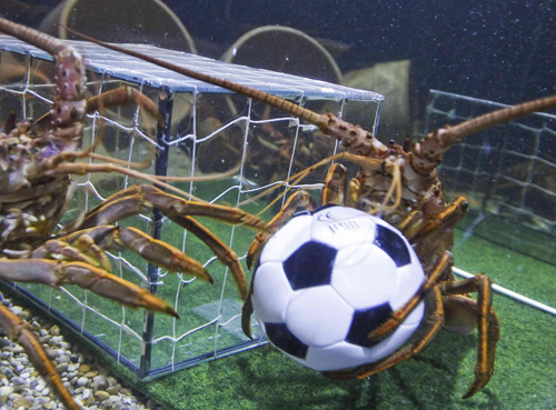 Crawfish play soccer amid World Cup fever