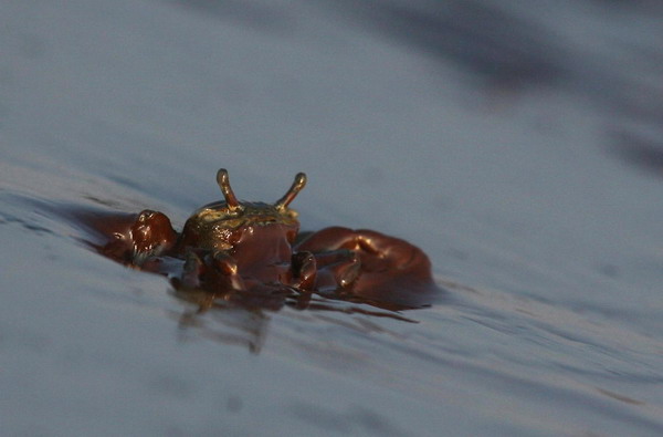 Latest photos of BP oil spill in Bay Jimmy