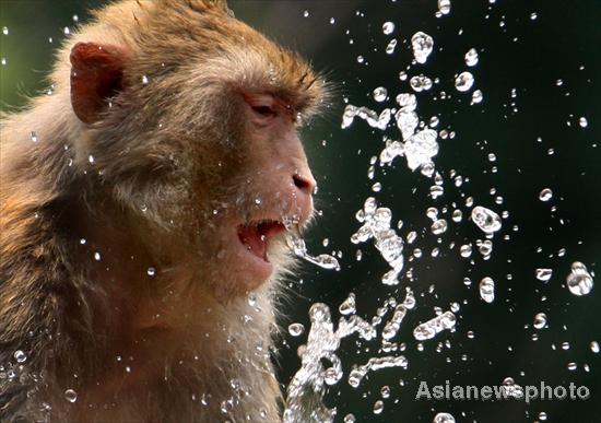 Zoo monkeys cool down with water