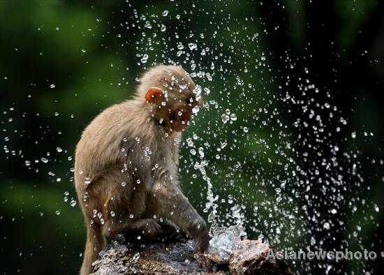 Zoo monkeys cool down with water